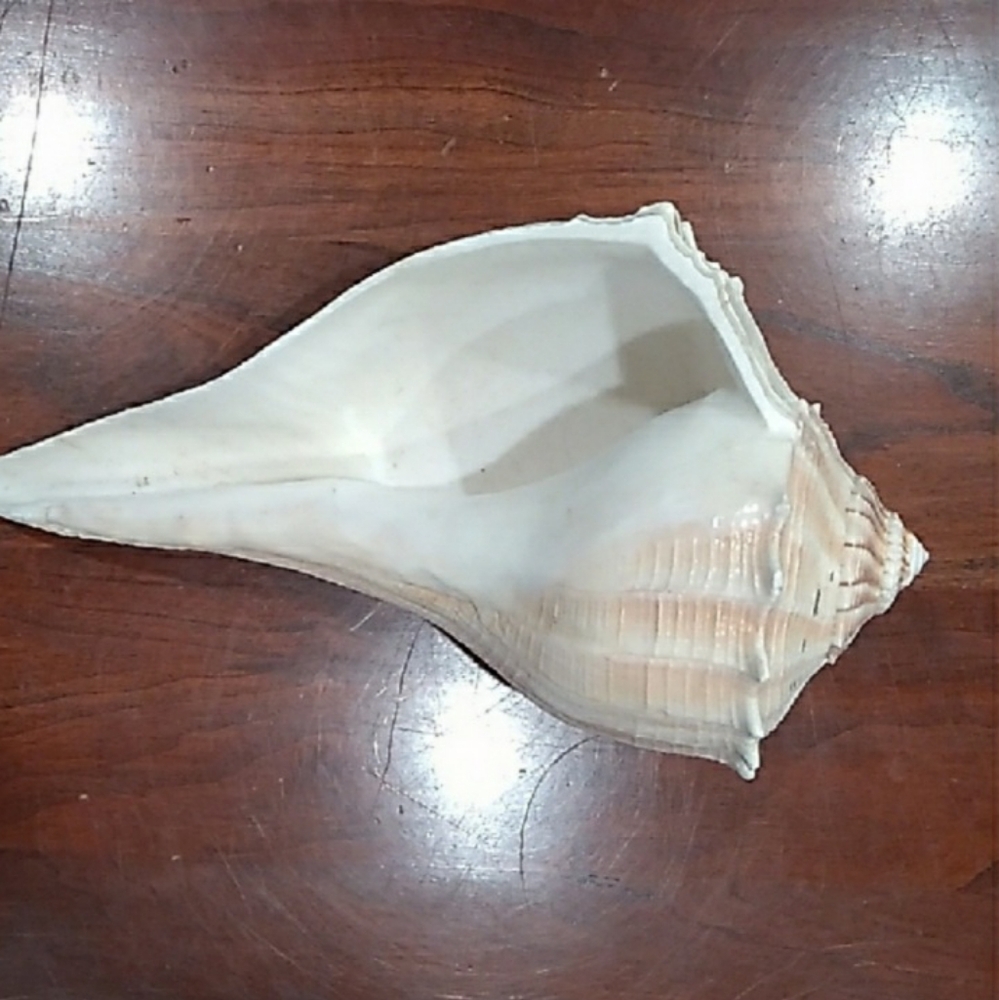 Large White Seashell Decor - Picture 9 of 9